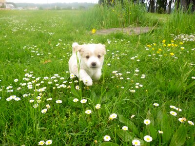 Animal beautiful flowers blooming