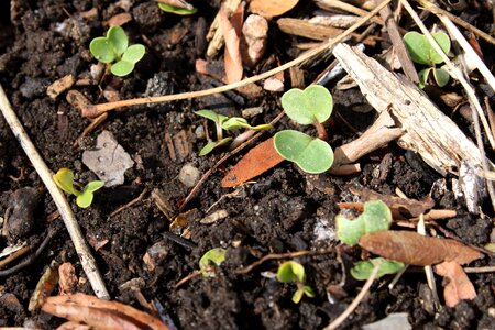 Soil sprout ground photo