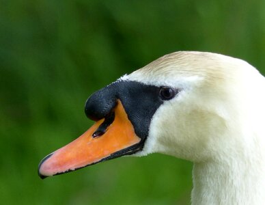 Nature white cygnus