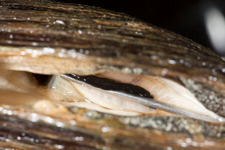 Extracting glochidia from freshwater mussel-5