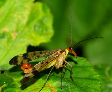 Panaropa moscow scorpio photo