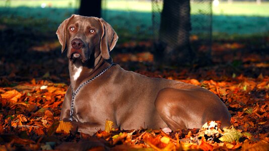 Autumn fall brown dog photo