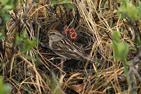 Nest sparrow tree photo
