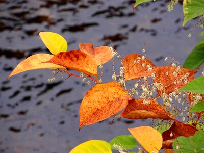 Plant colorful leaf
