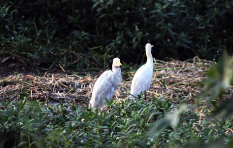 Two White Birds photo
