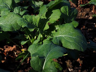 Leaves green field photo