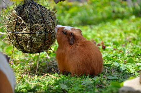 Nager rodent brown