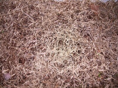 Brown dead grass plants