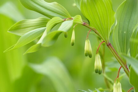 Bud natural edible wild plants