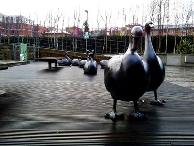 Duck statue street