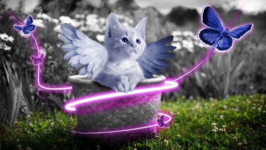 Sweet cute animal world