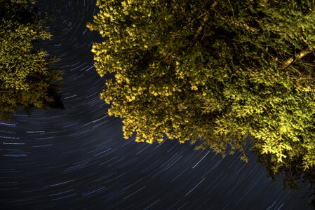 Tree and star-trails at Algonquin Provincial Park, Ontario photo