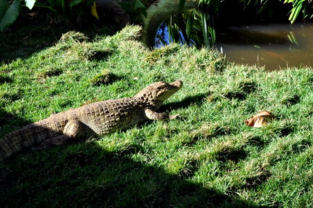 Alligator animal lake photo