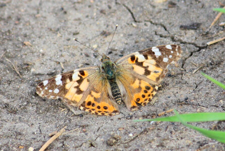 Painted Lady butterfly photo