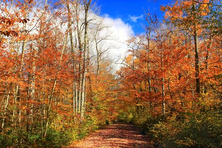 Autumn autumn season birch photo