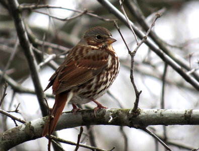 Fox Sparrow-2 photo