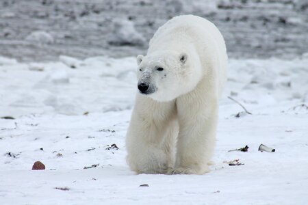 Nature snow wildlife