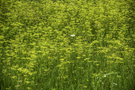 Yellow field flowers at Camrock County Park