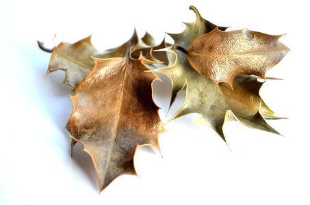 Nature dried decoration