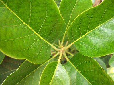 Fresh botany macro