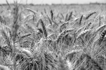 Agriculture plant nature photo