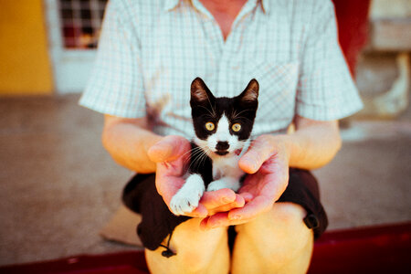 Kitten Cat