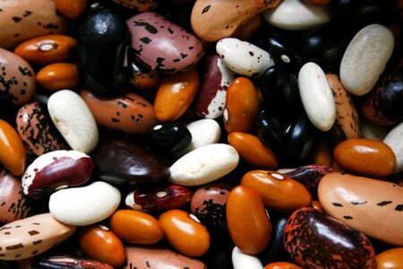 Proteins vegetable brown bean photo