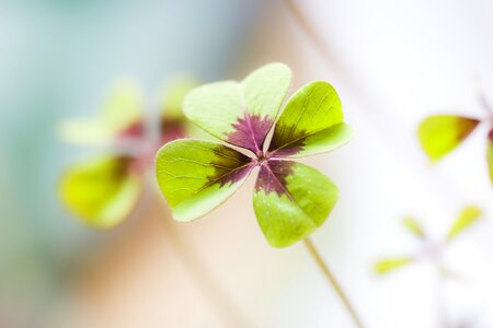 Lucky charm green shamrocks photo