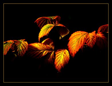 Autumn golden autumn leaves