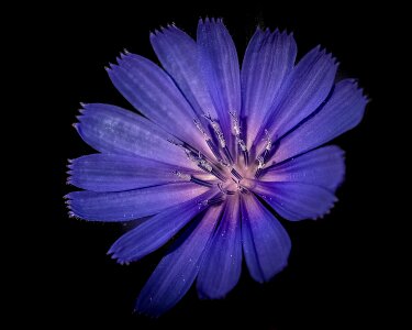 Violet floral nature