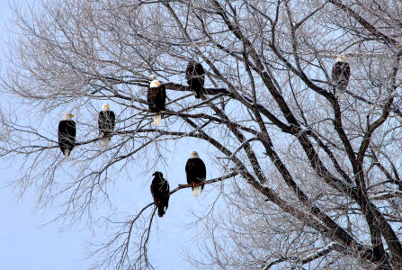 Bald Eagles Roost photo