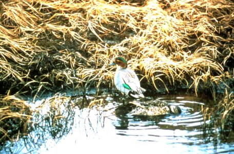 Couple ducks 