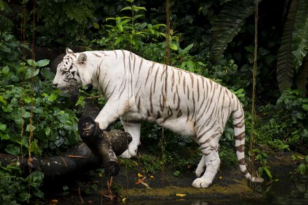 Tiger white animal photo