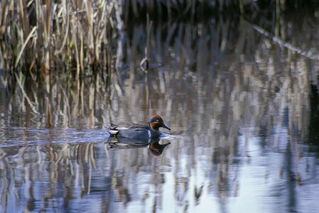 Duck greenery 