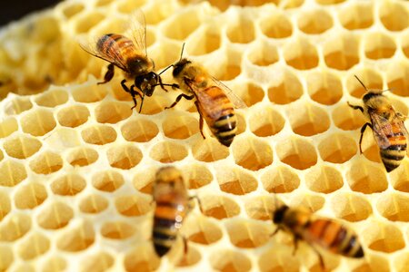 Honey bees honeycomb buckfast photo