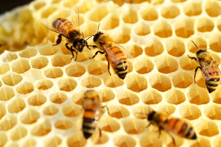 Honey bees honeycomb buckfast