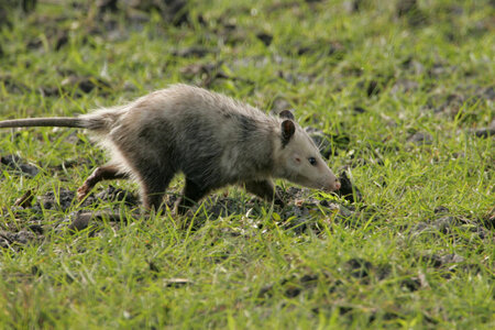 Opossum out for daily walk