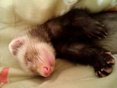 Animals pet animal domestic animals