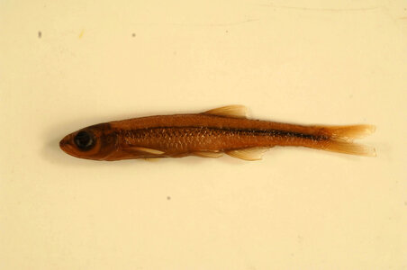 Lythrurus lirus-3
