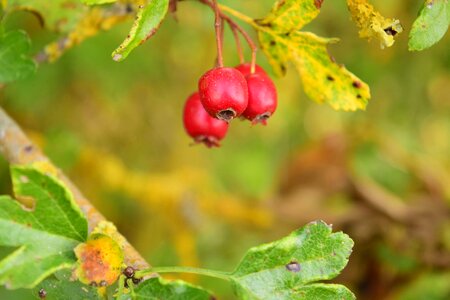Autumn berry branch photo