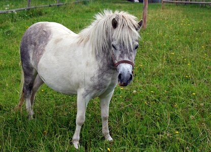 Ride pasture white photo