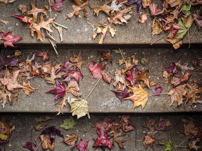 Stairs full of Autumn Leaves Maple and Oak photo