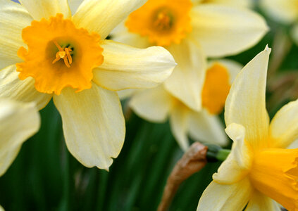 romantic spring daffodils photo