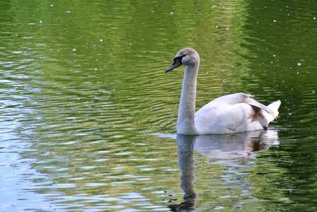 Nature animal white photo