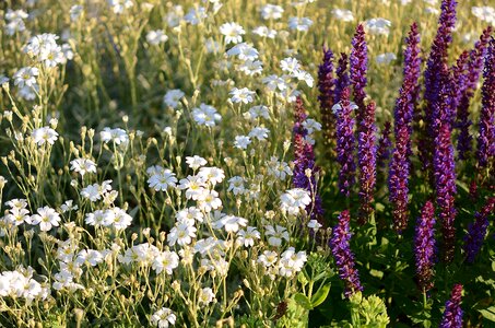 Purple flowers nature background