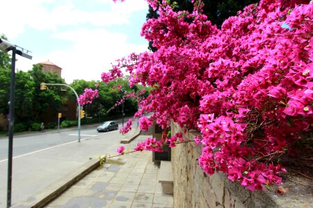 Beautiful Flowers blooming blossom