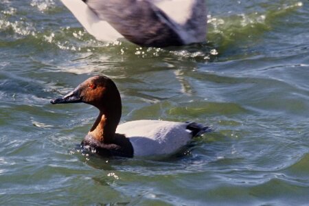 Bird canvas duck