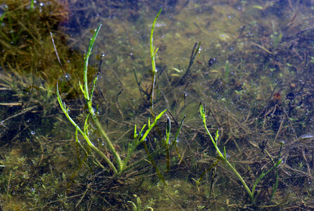 San Diego button celery-1 photo