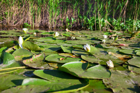 lilies photo