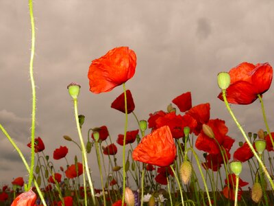 Wild flowers field of poppies pointed flower